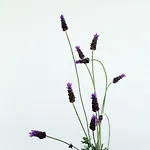 Casa de hóspedes Port Pet Friendly