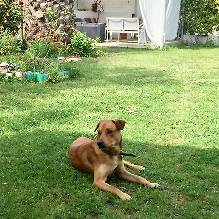 Port Pet Friendly Pensión Limenas (Thasos)