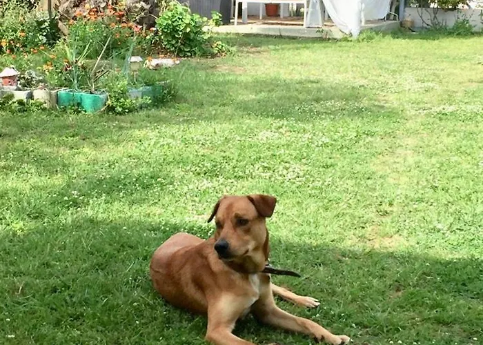 Port Pet Friendly Pensiune Limenas (Thasos)