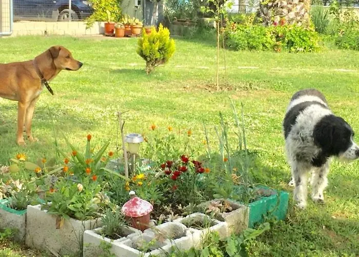 Port Pet Friendly 3* Limenas (Thasos)