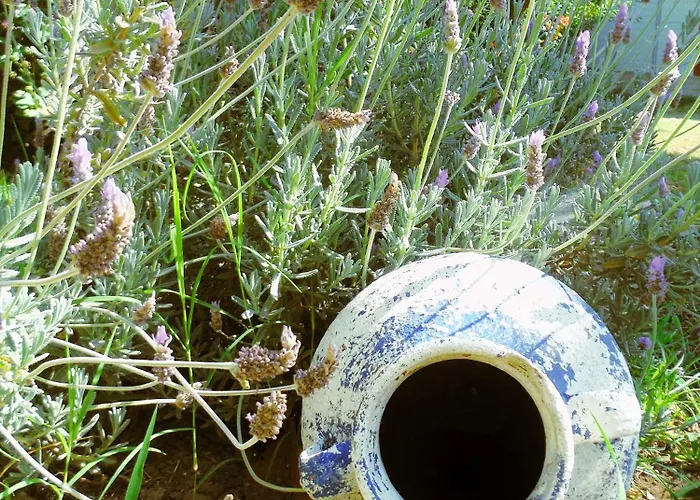 Port Pet Friendly Pensiune