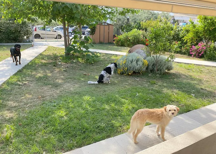 招待所 Port Pet Friendly 3*