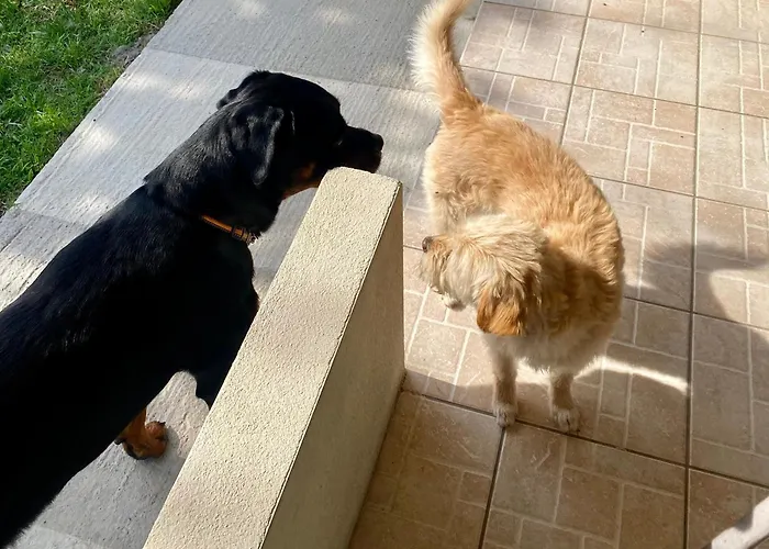 Port Pet Friendly Limenas (Thasos)