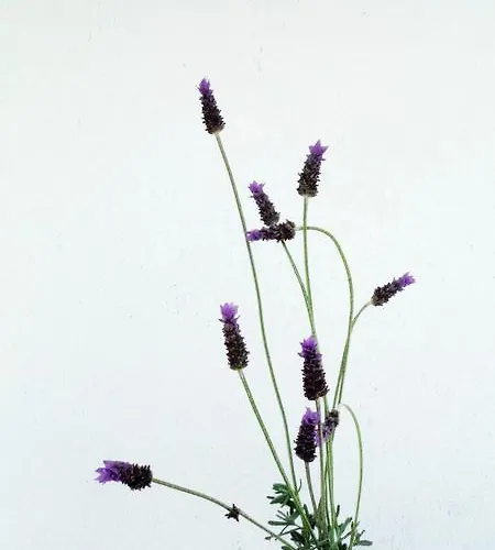 招待所 Port Pet Friendly